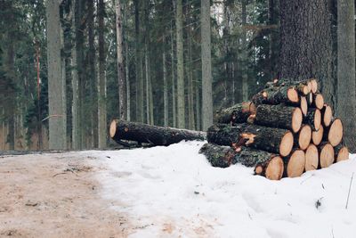 Pine trees in forest during winter