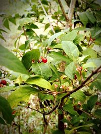 Close-up of berries growing on tree