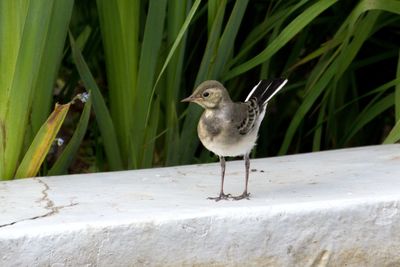 Bird perching on wall