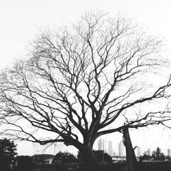 Low angle view of silhouette bare tree against sky