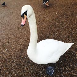 White swan in water