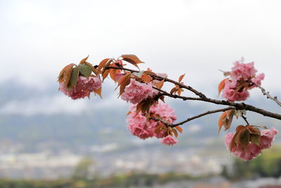 Close-up of pink cherry blossoms against sky