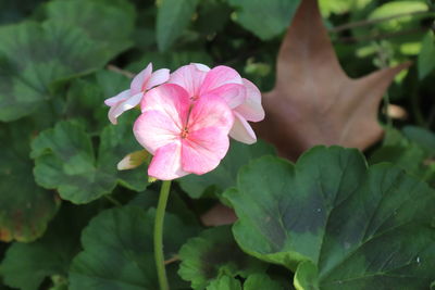 Close-up of pink flowering plant