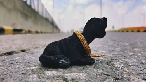 Dog wearing lace while sitting on road against sky