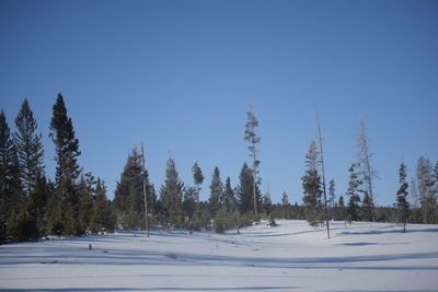 Pine trees on snow covered field against clear blue sky