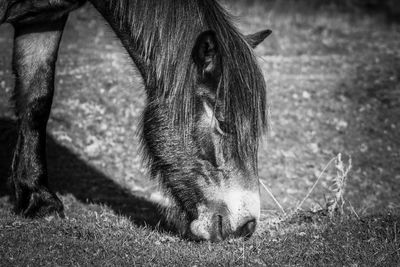 Close-up of pony on exmoor national park 