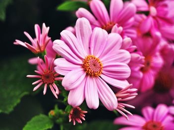 Close-up of pink flowers