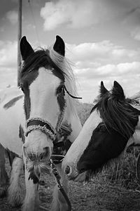 Horses in ranch