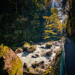 Aerial view of river amidst trees in forest during autumn