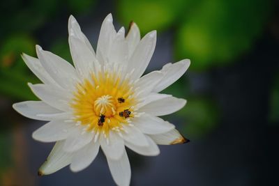 Close-up of insect on white daisy flower