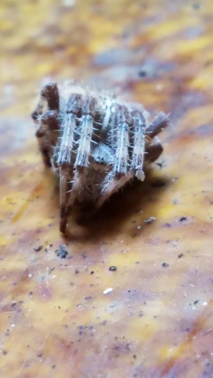 CLOSE-UP OF CATERPILLAR IN CONTAINER