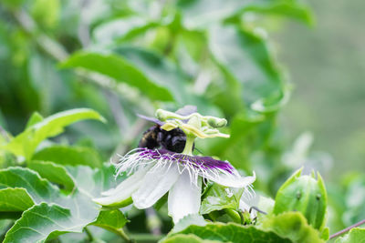 Black bumblebee pollinating, bombus atratus, pauloensis, black manganga or paramo bumblebee