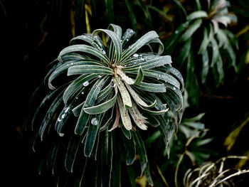 Close-up of flowering plant