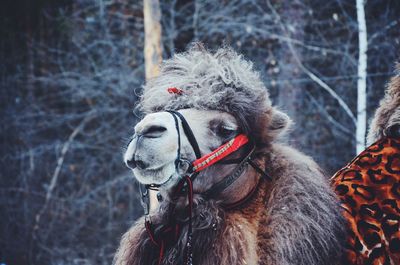 Close-up of horse