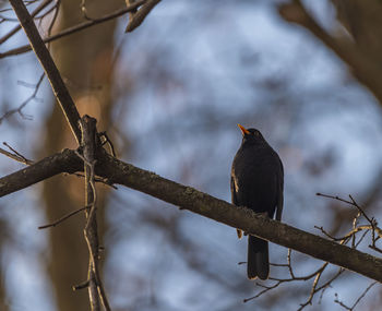 Low angle view of bird perching on branch