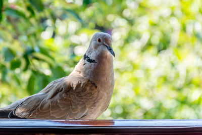 Close-up of bird perching on tree