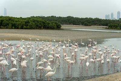 Flock of birds in lake