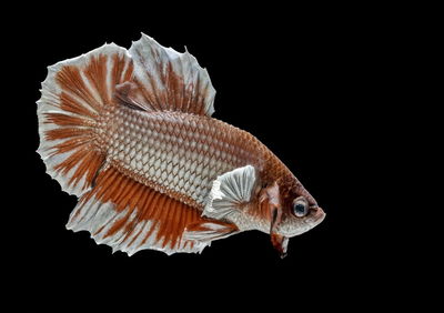 Close-up of red fish swimming against black background