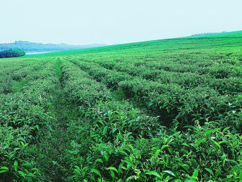 Scenic view of grassy field against sky