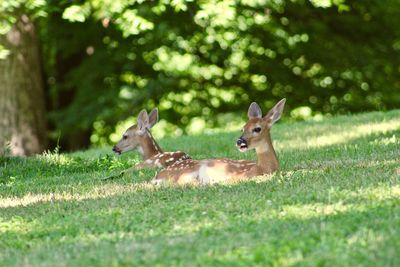 Two fawns sitting in the shade