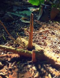 Close-up of plant in field