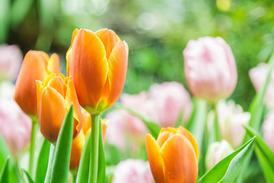 Close-up of orange tulips