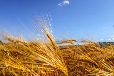 Close-up of wheat field against sky