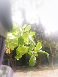 Close-up of plant growing in greenhouse