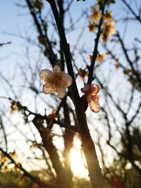 Low angle view of butterfly perching on tree against sky