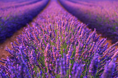 Close-up of purple flowering plant on field