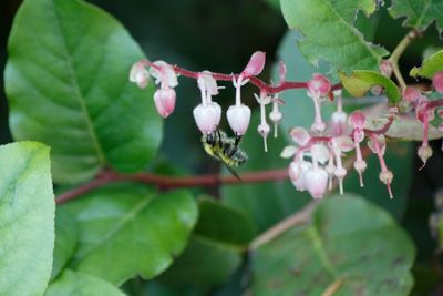 Close-up of bee on flower