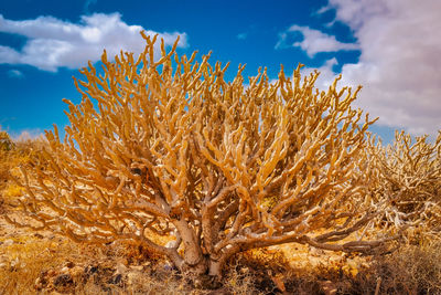Low angle view of plant against sky