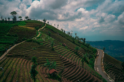 Scenic view of agricultural field against sky