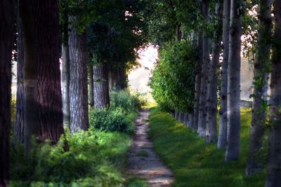 Pathway along trees in forest