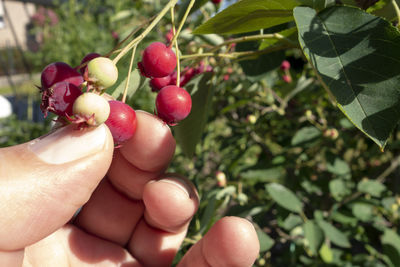 Midsection of person holding fruits