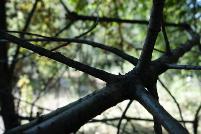 Low angle view of bare tree