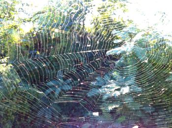 Close-up of spider web on tree