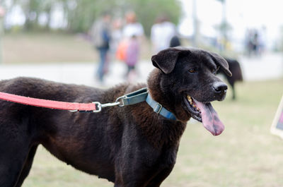 Close-up of dog on field