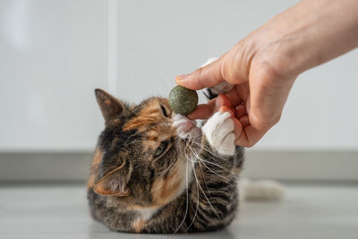 Close-up of hand holding cat