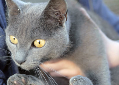 Close-up portrait of a cat