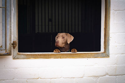 Dog looking through window of house