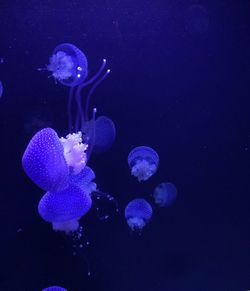 Close-up of jellyfish swimming in sea