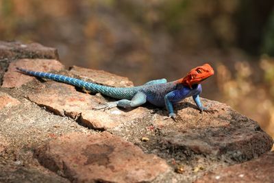 Close-up of lizard on rock