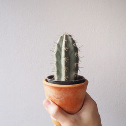 Close-up of hand holding cactus against wall