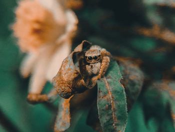 Close-up of lizard on flower