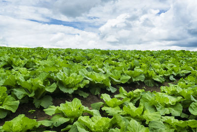 Plants growing on field against sky