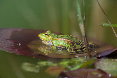 Close-up of frog in water