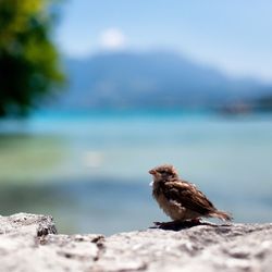 Close-up of bird on rock by sea against sky