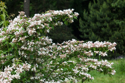 Close-up of flowers blooming on tree