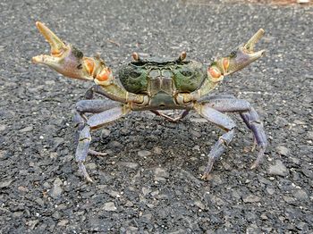 High angle view of insect on land